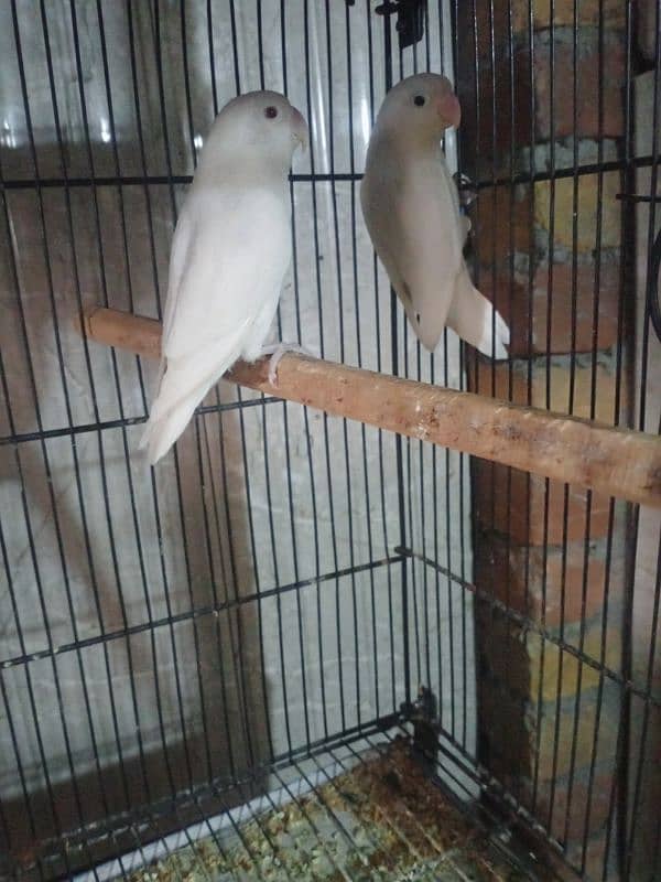 Heera aseel and buff albino red eye and albino black eye 2