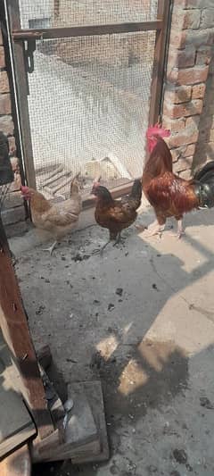 Egg Laying Desi Curak wali murgi Both Hens