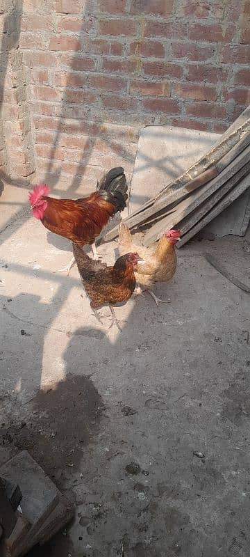 Egg Laying Desi Curak wali murgi Both Hens 2