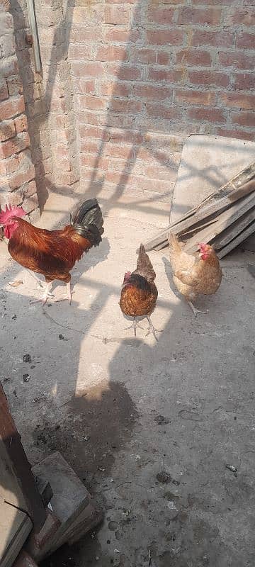 Egg Laying Desi Curak wali murgi Both Hens 3