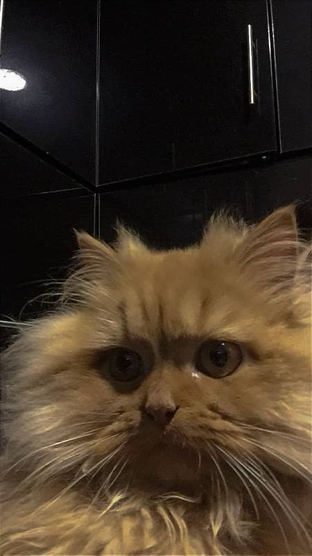 Selling my  female persian kitten 2