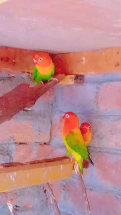 love brids parrot Green opline Male and female Green opline split blue