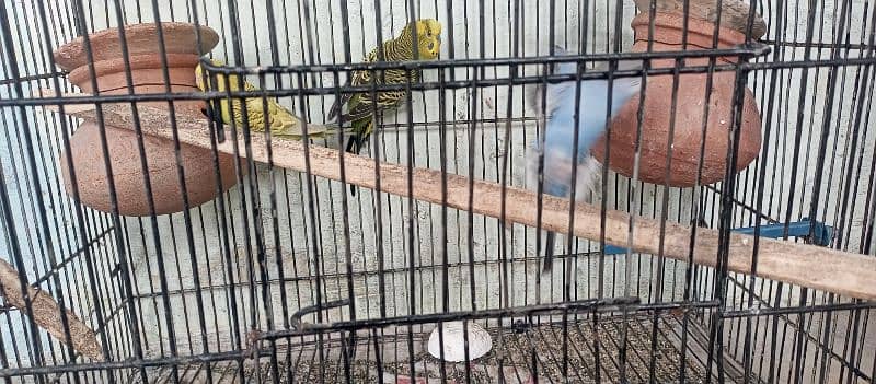 5 PEICE BUDGIES,1 LARGE CAGE,MATKIS,FEEDERS,CALCIUM 3