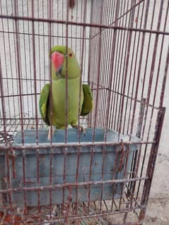 parrot for sale