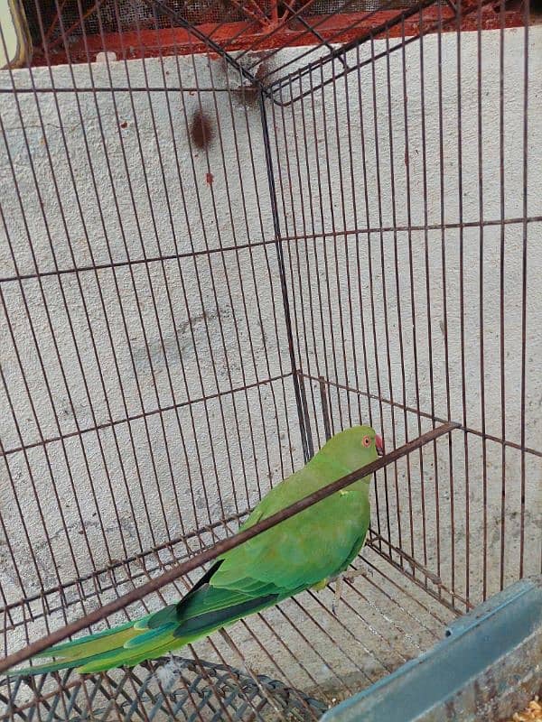 parrot for sale 1