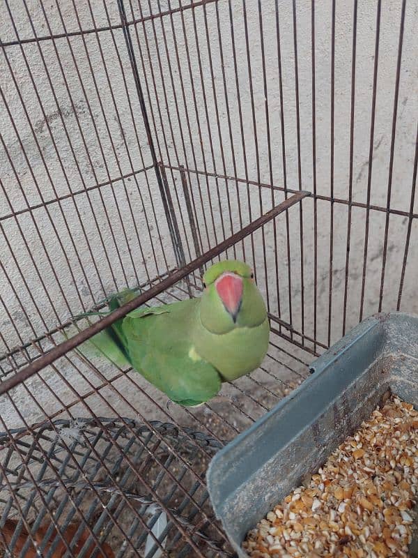 parrot for sale 2