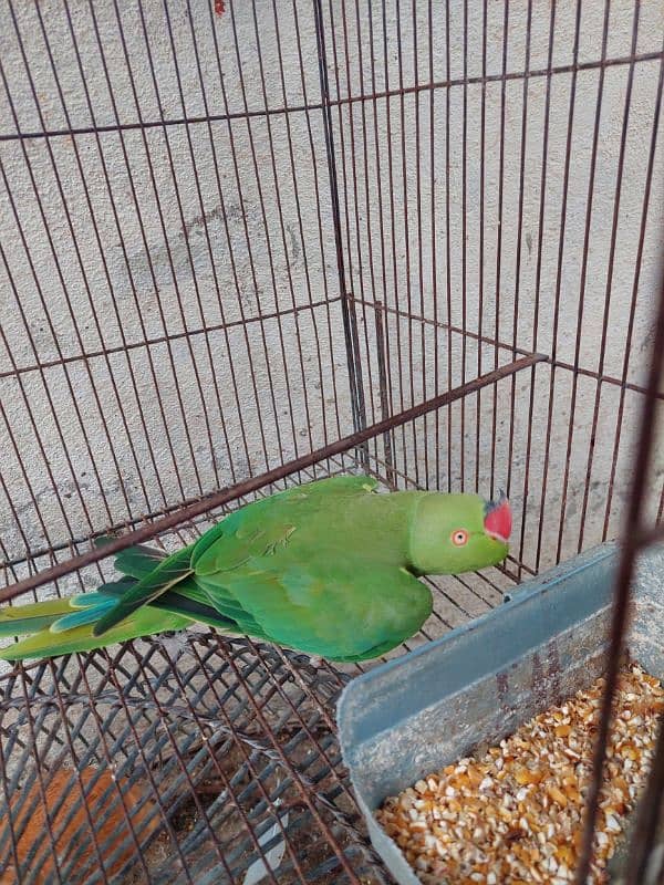 parrot for sale 3