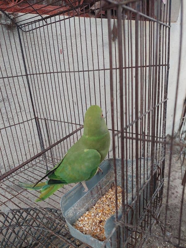 parrot for sale 4