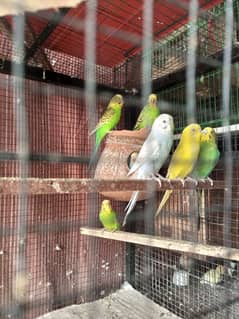 Australian parrot breeder Adult read add