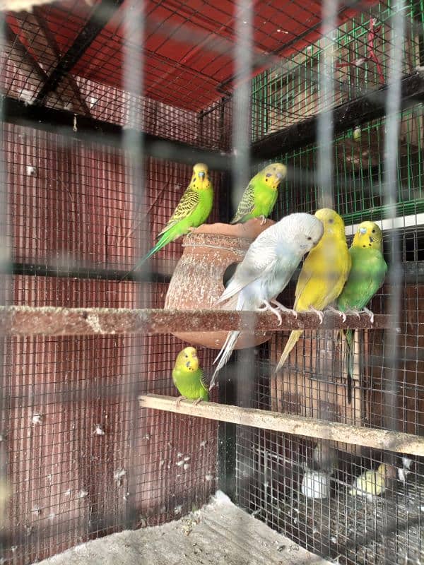 Australian parrot breeder Adult read add 1