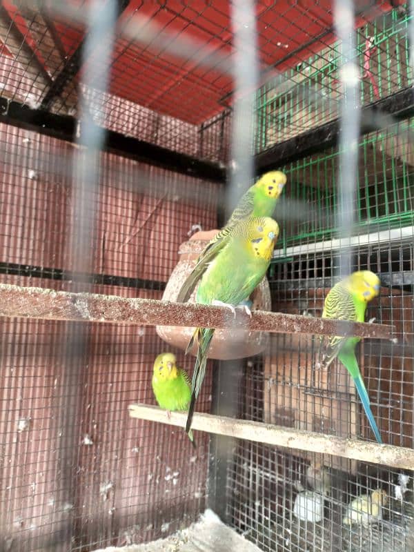 Australian parrot breeder Adult read add 2