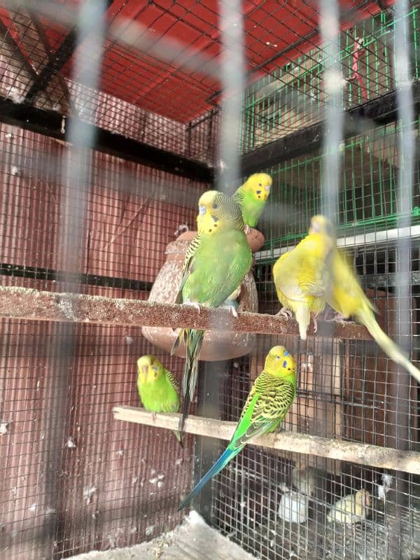 Australian parrot breeder Adult read add 3