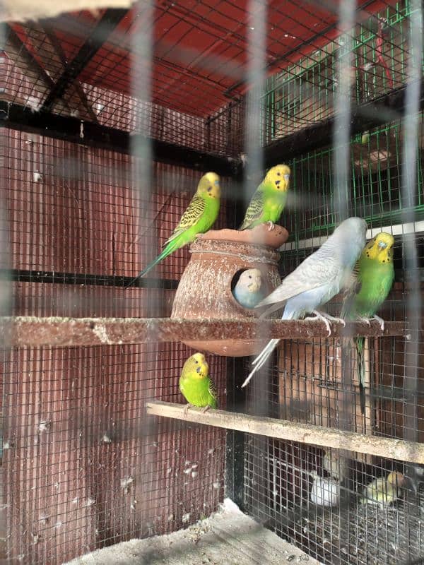 Australian parrot breeder Adult read add 4