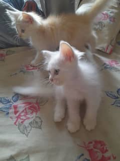 2 persian male kittens