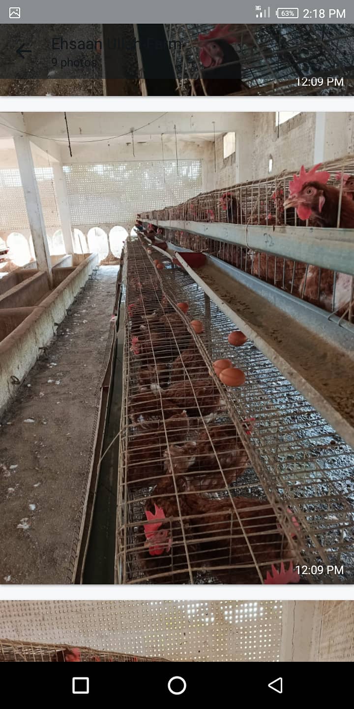 LOHMANN BROWN EGGS LAYING HENS AVAILABLE FIR SALE 1