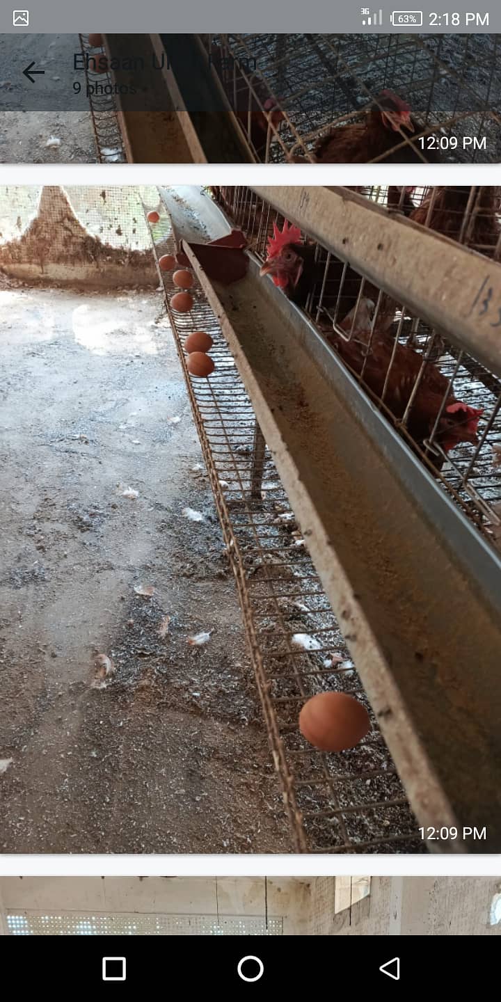 LOHMANN BROWN EGGS LAYING HENS AVAILABLE FIR SALE 2