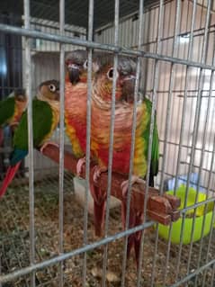 extream high red conure parrots/birds