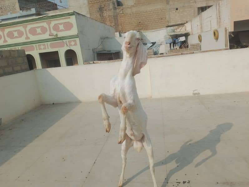 Gulabi Croos  Bakra 2 Dhant for sale 03146419919 0