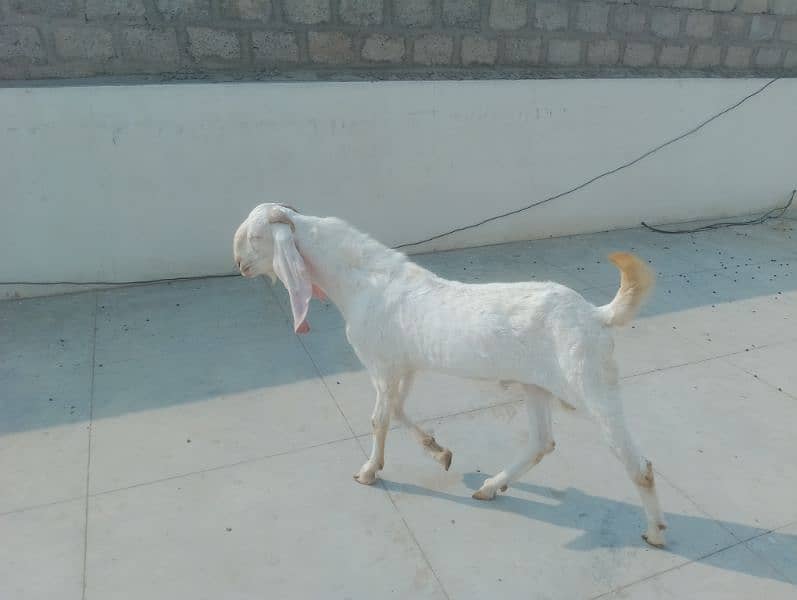 Gulabi Croos  Bakra 2 Dhant for sale 03146419919 1