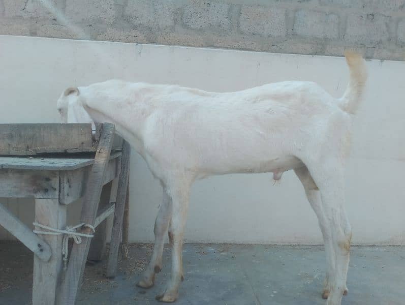 Gulabi Croos  Bakra 2 Dhant for sale 03146419919 2