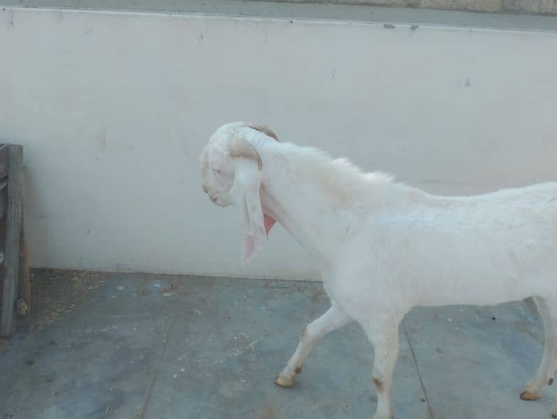 Gulabi Croos  Bakra 2 Dhant for sale 03146419919 3