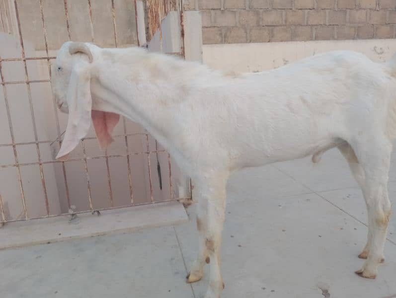 Gulabi Croos  Bakra 2 Dhant for sale 03146419919 4