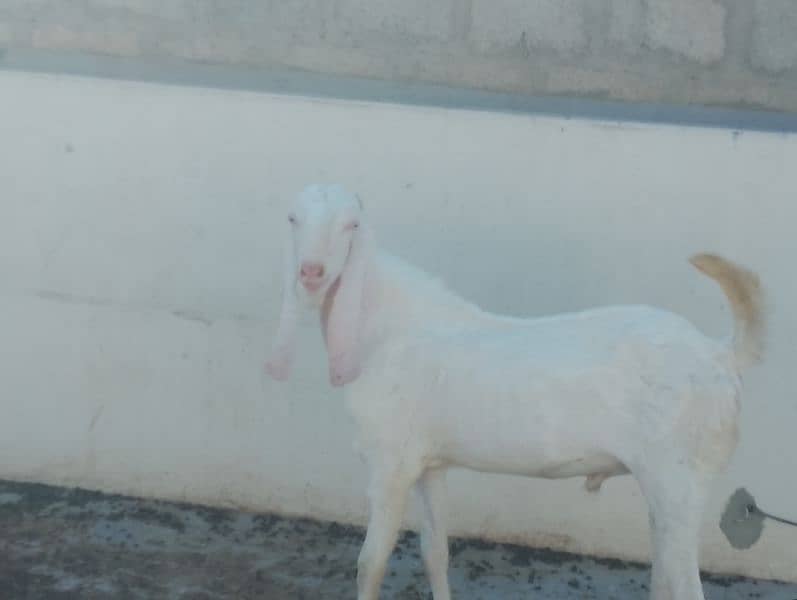 Gulabi Croos  Bakra 2 Dhant for sale 03146419919 5