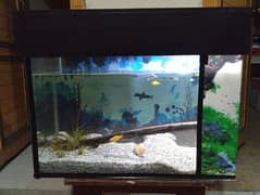 2 foot aquarium with light and filter