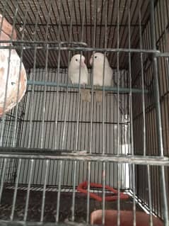 Albino black eye breeder pair egg pa aia hoy ha Whatsapp nu03400016144