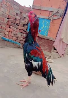 lakha