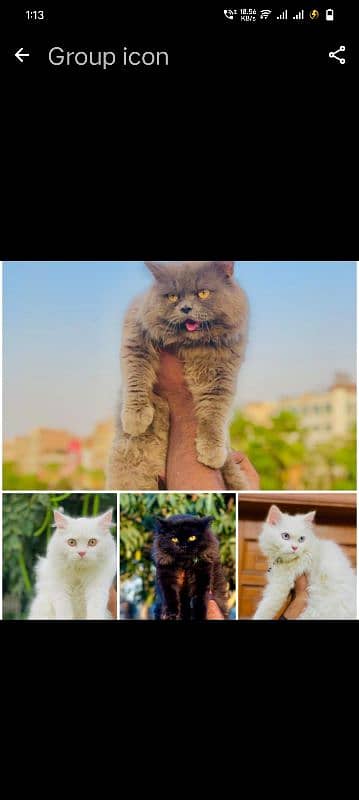 Persian Punch face triple coat cat Kitten 2