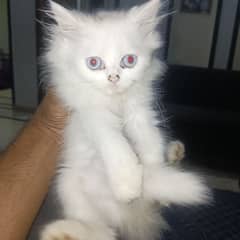 pure triple coat Persian kittens