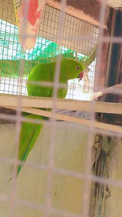 green ringneck age 10 month