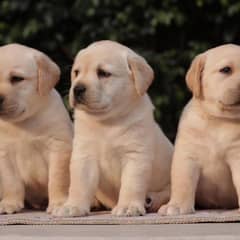 Labrador puppies big bones labs