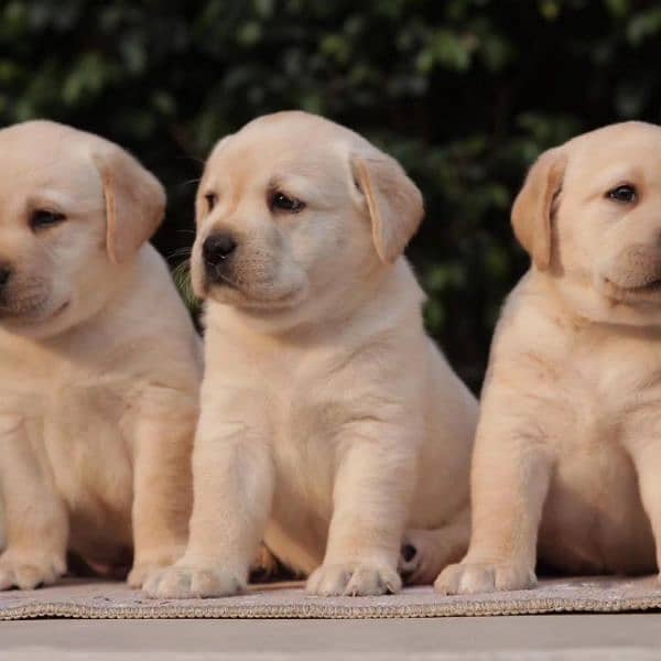 Labrador puppies big bones labs 0