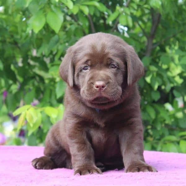 Labrador puppies big bones labs 1