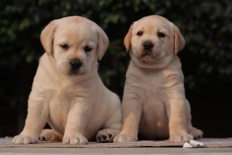 Labrador puppies big bones labs 2