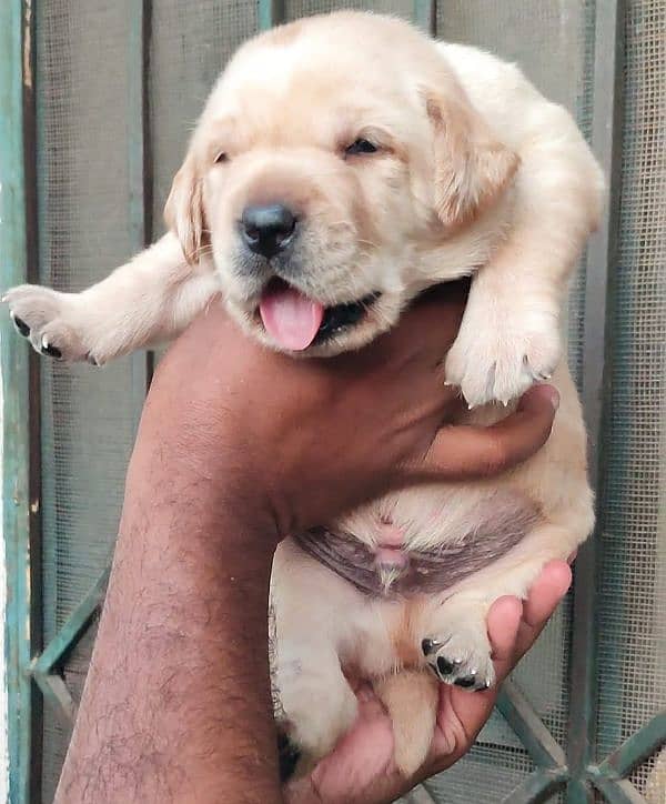 Labrador puppies big bones labs 3