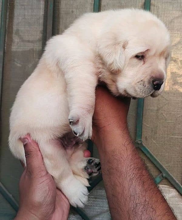 Labrador puppies big bones labs 4