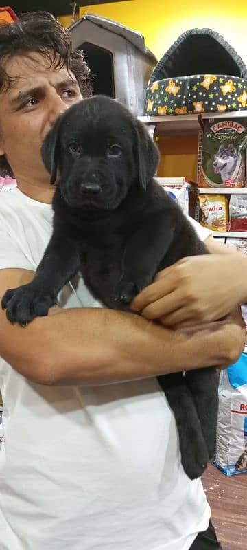 Labrador puppies big bones labs 5