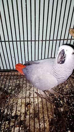 African Grey parot 18 month