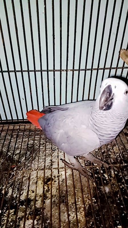 African Grey parot 12 month 0