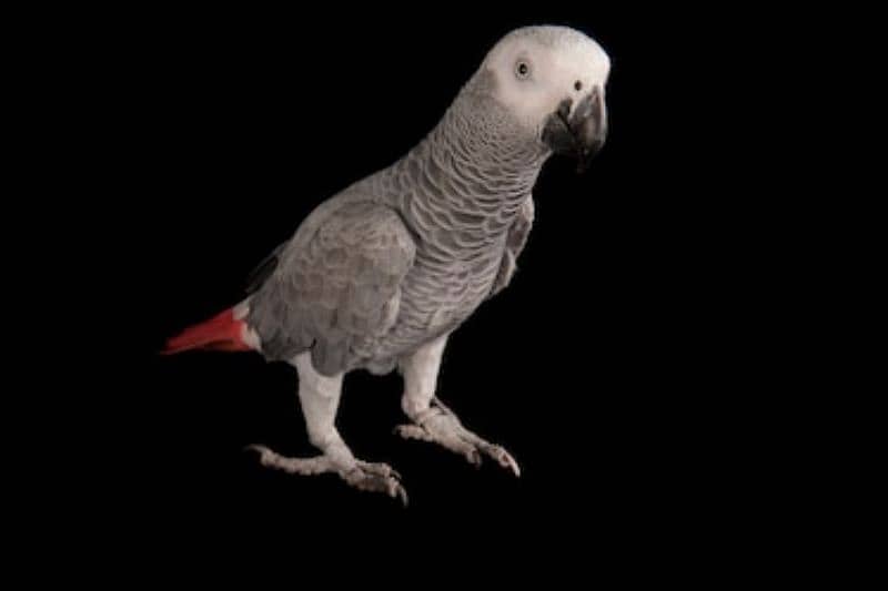 African Grey parot 12 month 2