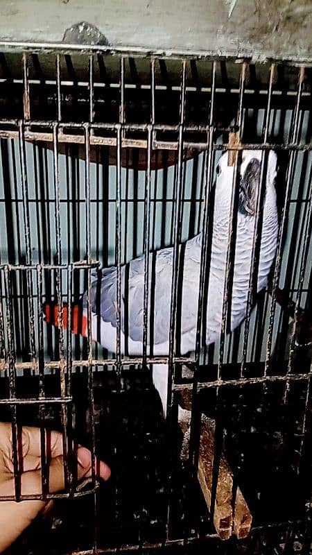 African Grey parot 12 month 3