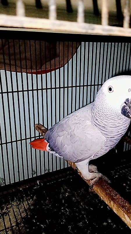 African Grey parot 12 month 4