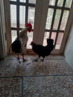 Desi Hens