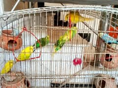 4 Pair Australian Parrots