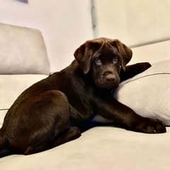 Chocolate Labrador Pedigreed Male puppy