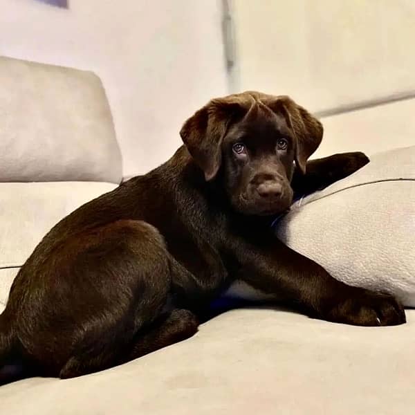 Chocolate Labrador Pedigreed Male puppy 0