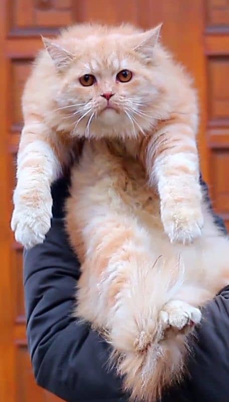 Persian / Kitten / Triple coat / Cute Cat / Fluffy Cat / small kitten 4